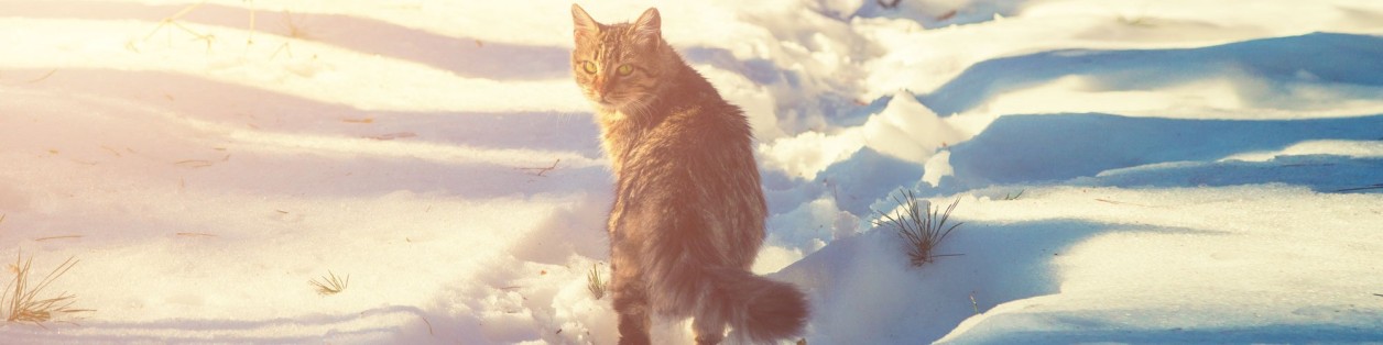 katze gesund